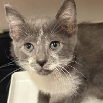 Blueberry -  Domestic Short Hair Cat for Adoption in Chattanooga, Tennessee - Blueberry | PetCurious