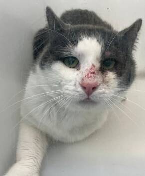 Domestic Short Hair Cats Available for Adoption - Moss | PetCurious
