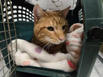 Rescue American Shorthair Cats for Adoption in Kent, Washington - OLIVER | PetCurious