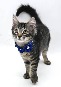 Karly -  Tabby Cat for Adoption in Mobile, Alabama - Karly | PetCurious