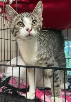 Gomez -  Domestic Short Hair Cat for Adoption in Westfield, New York - Gomez | PetCurious