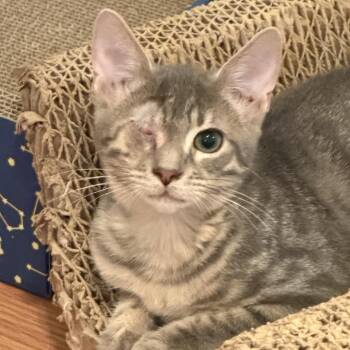 Flash -  Domestic Short Hair Cat for Adoption in Titusville, Florida - Flash | PetCurious