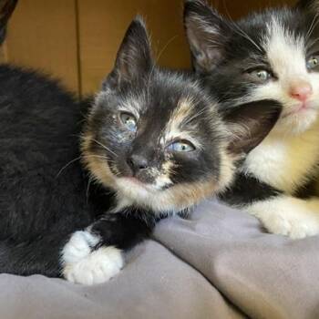 Leeb -  Domestic Short Hair Cat for Adoption in Richmond, Virginia - Leeb | PetCurious