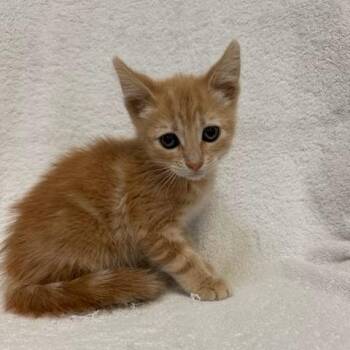 Cayenne -  Domestic Short Hair Cat for Adoption in Long Beach, California - Cayenne | PetCurious