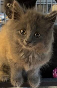 HAZEL -  Domestic Long Hair Cat for Adoption in Elizabethton, Tennessee - HAZEL | PetCurious