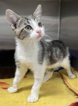 Rescue Domestic Short Hair and Tabby Cats for Adoption in Orland Hills, Illinois - Pumpkin | PetCurious
