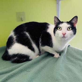 American Bobtail and Domestic Short Hair Cats Available for Adoption in Brownsboro, Alabama - Cottontail | PetCurious