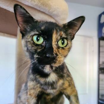 Rescue American Shorthair Cats for Adoption in Fort Worth, Texas - Amber | PetCurious