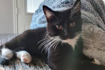 Rescue Domestic Short Hair Cats for Adoption in Fort Worth, Texas - Clara | PetCurious