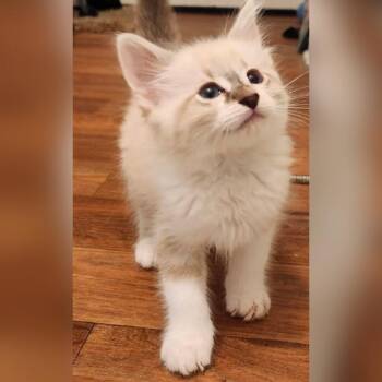 Ragdoll Cats Available for Adoption in Santa Susana, California - Marshmallow | PetCurious