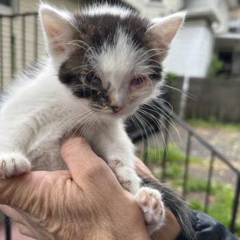Domestic Short Hair Cats Available for Adoption in Newark, New Jersey - Phantom | PetCurious