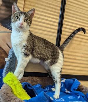 Rescue Tabby and Domestic Short Hair Cats for Adoption in Farmland, Indiana - Sweetie Pie | PetCurious