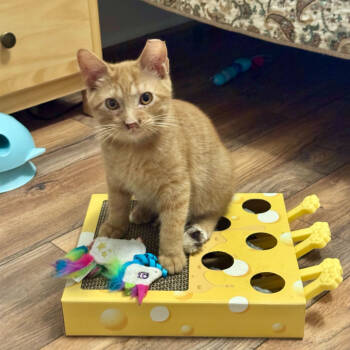 Rescue Domestic Short Hair Cats for Adoption in Evansville, Indiana - Shiloh | PetCurious