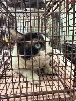 Domestic Short Hair Cats Available for Adoption in Ontario, California - PANDA- BARN CAT | PetCurious