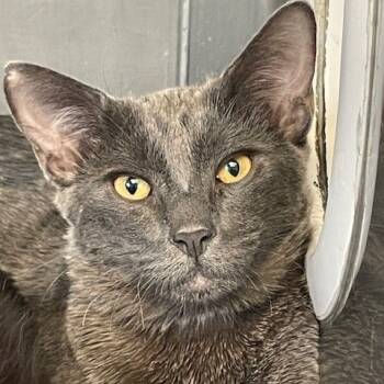 Rescue Domestic Short Hair Cats for Adoption in Hawthorne, California - Gris | PetCurious