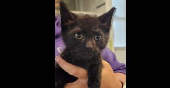 Cato fka Sharpie -  Domestic Short Hair Cat for Adoption in Virginia Beach, Virginia - Cato Fka Sharpie | PetCurious