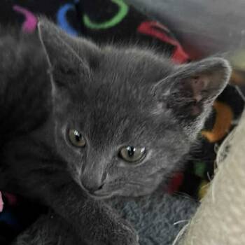Rescue Domestic Short Hair Cats for Adoption in Buffalo, Wyoming - Blu | PetCurious