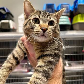 Rescue Domestic Short Hair Cats for Adoption in Matteson, Illinois - Dasher | PetCurious