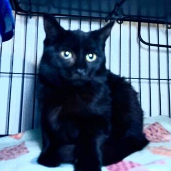 Rescue Domestic Short Hair Cats for Adoption in Saginaw, Michigan - Honnie | PetCurious