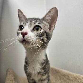 Trix -  Domestic Short Hair Cat for Adoption in Grantsville, Utah - Trix | PetCurious