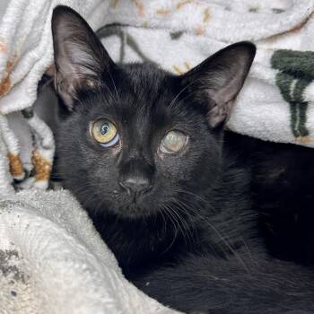Jolly Green -  Extra Toes Cat Hemingway Polydactyl Cat for Adoption in Matteson, Illinois - Jolly Green | PetCurious