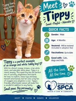 Tippy -  Domestic Short Hair Cat for Adoption in Fulton, New York - Tippy | PetCurious