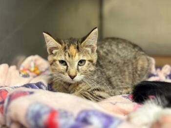 SASSY -  Domestic Short Hair Cat for Adoption in Fort Wayne, Indiana - SASSY | PetCurious