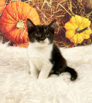 Rescue Tuxedo Cats for Adoption in Tehachapi, California - Libra | PetCurious