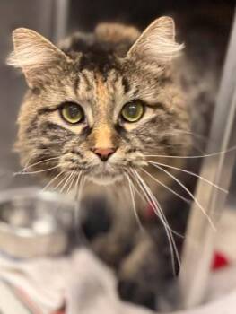 Marley -  Domestic Long Hair and Domestic Short Hair Cat for Adoption in Baraboo, Wisconsin - Marley | PetCurious