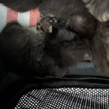 1062-C26 -  Domestic Short Hair Cat for Adoption in Port Charlotte, Florida - 1062-C26 | PetCurious