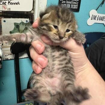 Domestic Short Hair Cats Available for Adoption - Malk | PetCurious