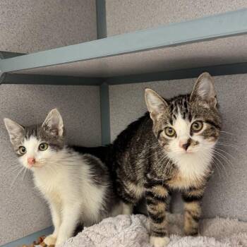 Bertram & Stewie -  Domestic Short Hair Cat for Adoption in Waterloo, Iowa - Bertram & Stewie | PetCurious