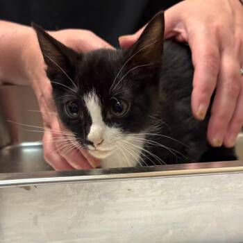 Chia -  Domestic Short Hair Cat for Adoption in Birmingham, Alabama - Chia | PetCurious