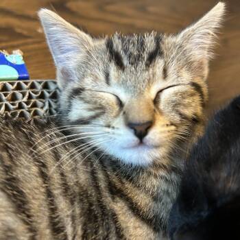 Luna -  Domestic Short Hair Cat for Adoption in Richmond, Virginia - Luna | PetCurious