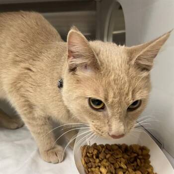 ELROND -  Domestic Short Hair Cat for Adoption in St. Louis, Missouri - ELROND | PetCurious