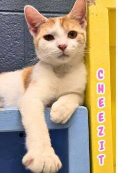 Domestic Short Hair Cats Available for Adoption - Cheezit | PetCurious