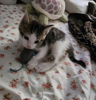 River -  Domestic Short Hair Cat for Adoption in Maineville, Ohio - River | PetCurious