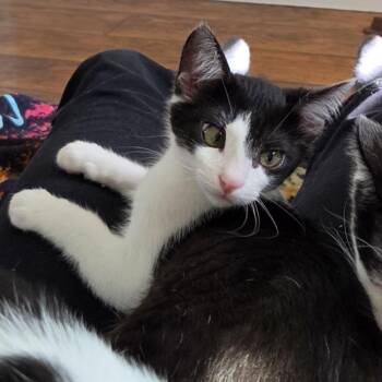 Alice Cooper -  Domestic Short Hair Cat for Adoption in Westminster, California - Alice Cooper | PetCurious