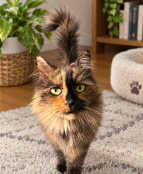 Autumn -  Domestic Long Hair Cat for Adoption in Lagrange, Indiana - Autumn | PetCurious