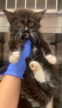 Mallory -  Domestic Medium Hair and Domestic Short Hair Cat for Adoption in Bowling Green, Kentucky - Mallory | PetCurious