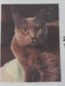 Rescue Russian Blue Cats for Adoption in Hardeeville, South Carolina - Mommy | PetCurious