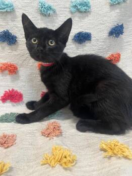Midnight -  Domestic Short Hair Cat for Adoption in Denham Springs, Louisiana - Midnight | PetCurious