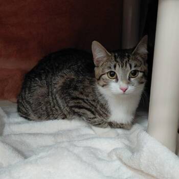 Domestic Short Hair Cats Available for Adoption - POPPYSEED | PetCurious