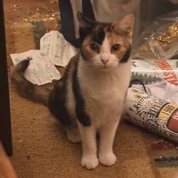 Vinegrette -  American Shorthair Cat for Adoption - Vinegrette | PetCurious