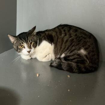 Earthquake -  American Shorthair Cat for Adoption in Newberg, Oregon - Earthquake | PetCurious