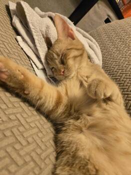 Rescue Domestic Short Hair Cats for Adoption in Sioux Falls, South Dakota - Jif | PetCurious