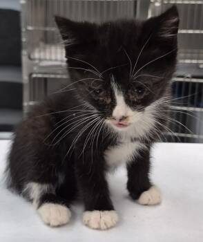 Pen 35 Cannoli -  Domestic Short Hair Cat for Adoption in Lawrenceville, Georgia - Pen 35 Cannoli | PetCurious