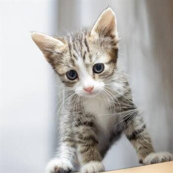 Domestic Short Hair Cats Available for Adoption in St. Louis, Missouri - MOCHA | PetCurious