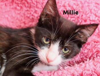 Millie -  Tuxedo Cat for Adoption in St. Augustine, Florida - Millie | PetCurious