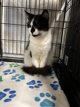 Domestic Medium Hair Cats Available for Adoption in Walnut Creek, California - Trish | PetCurious